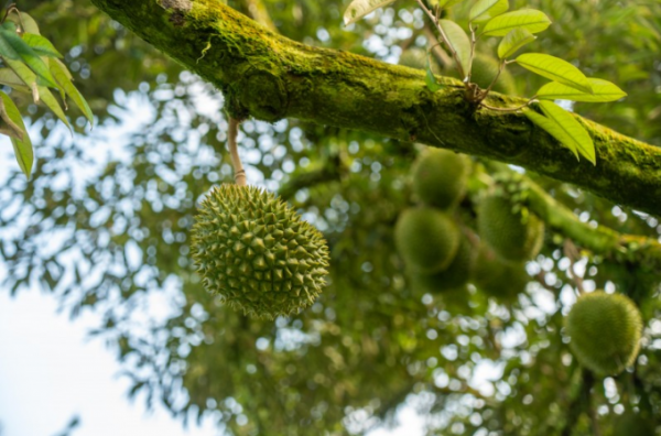 马来鲜榴莲上市：百果园本年策画采购190吨